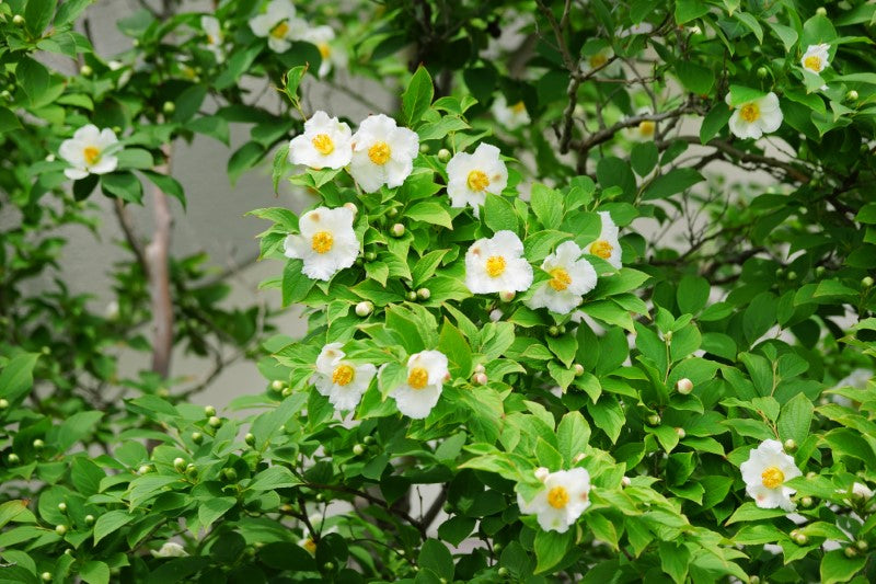 夏椿