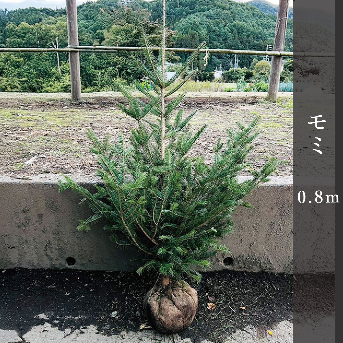モミ 0.8m