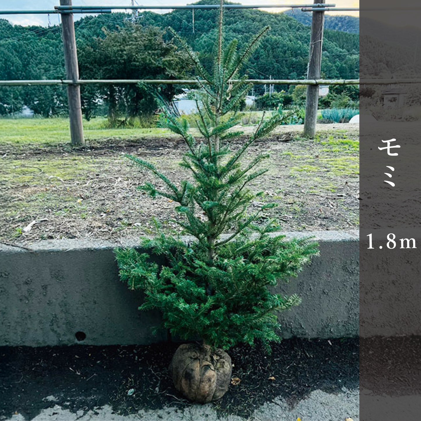 モミ 1.8m