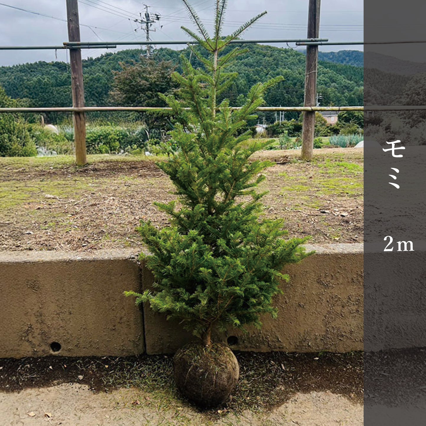 モミ 2m