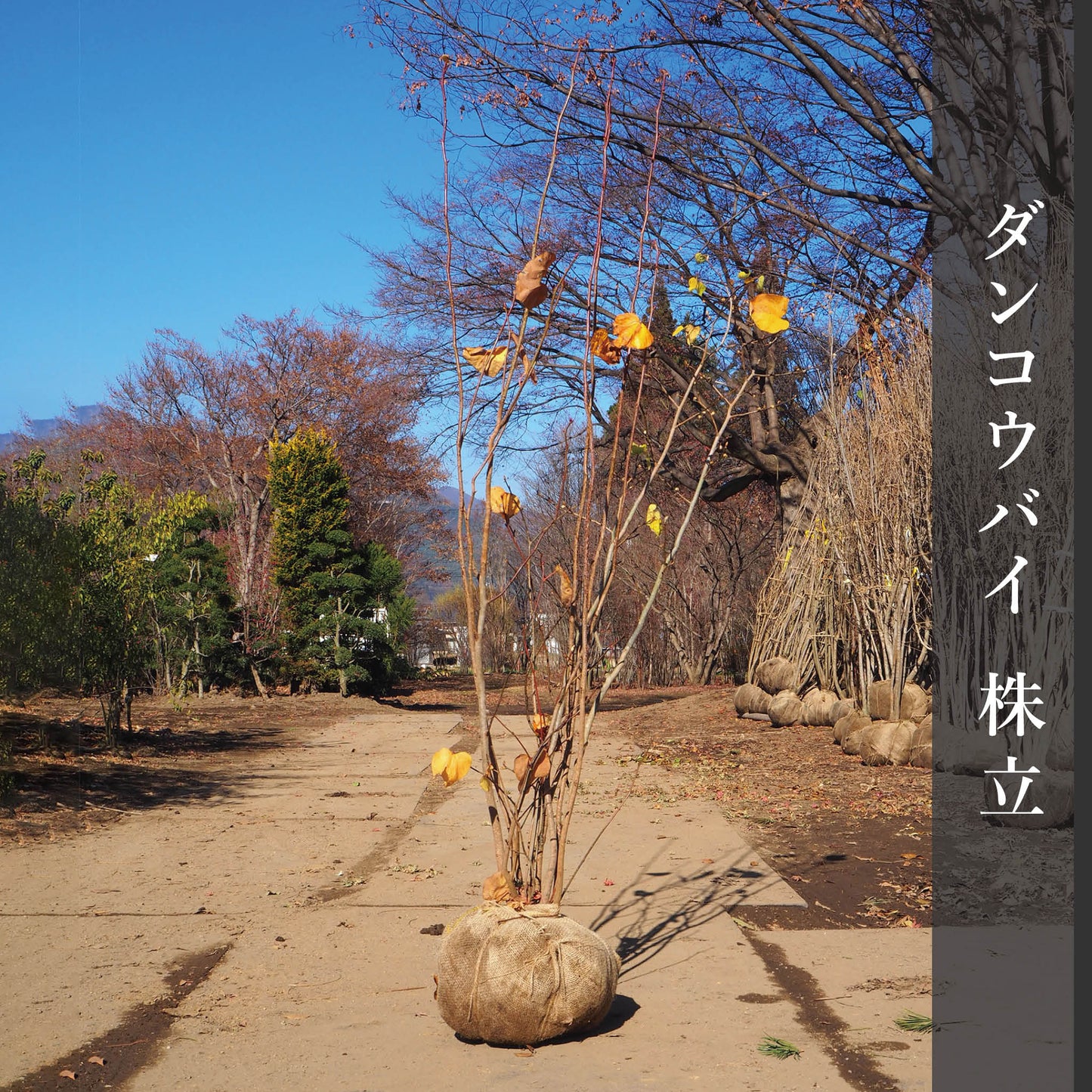 ダンコウバイ(株立) 2.5m