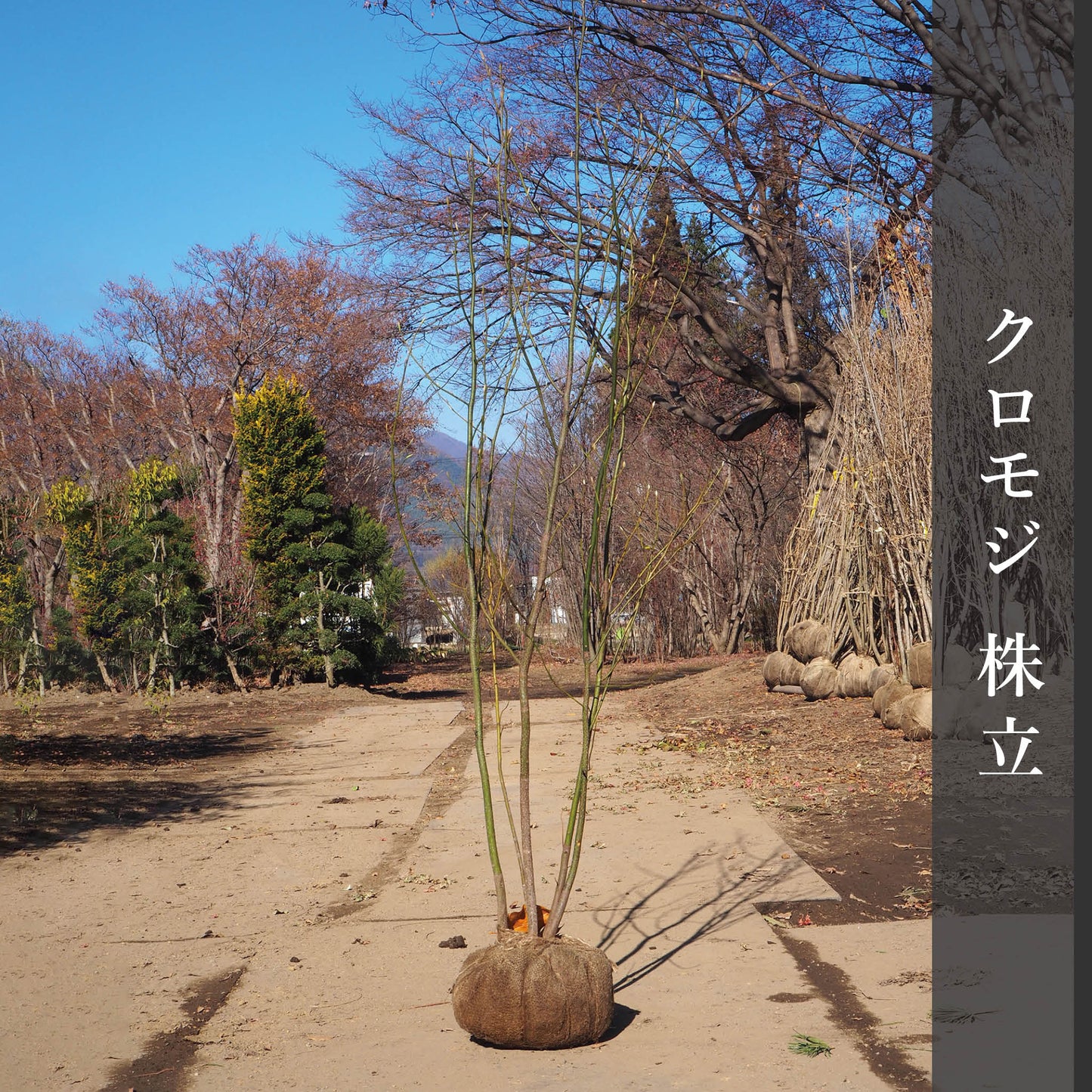クロモジ(株立) 2.5m