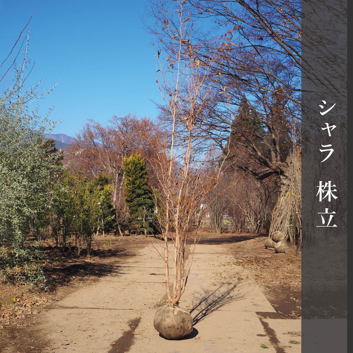 夏椿(株立) 2m
