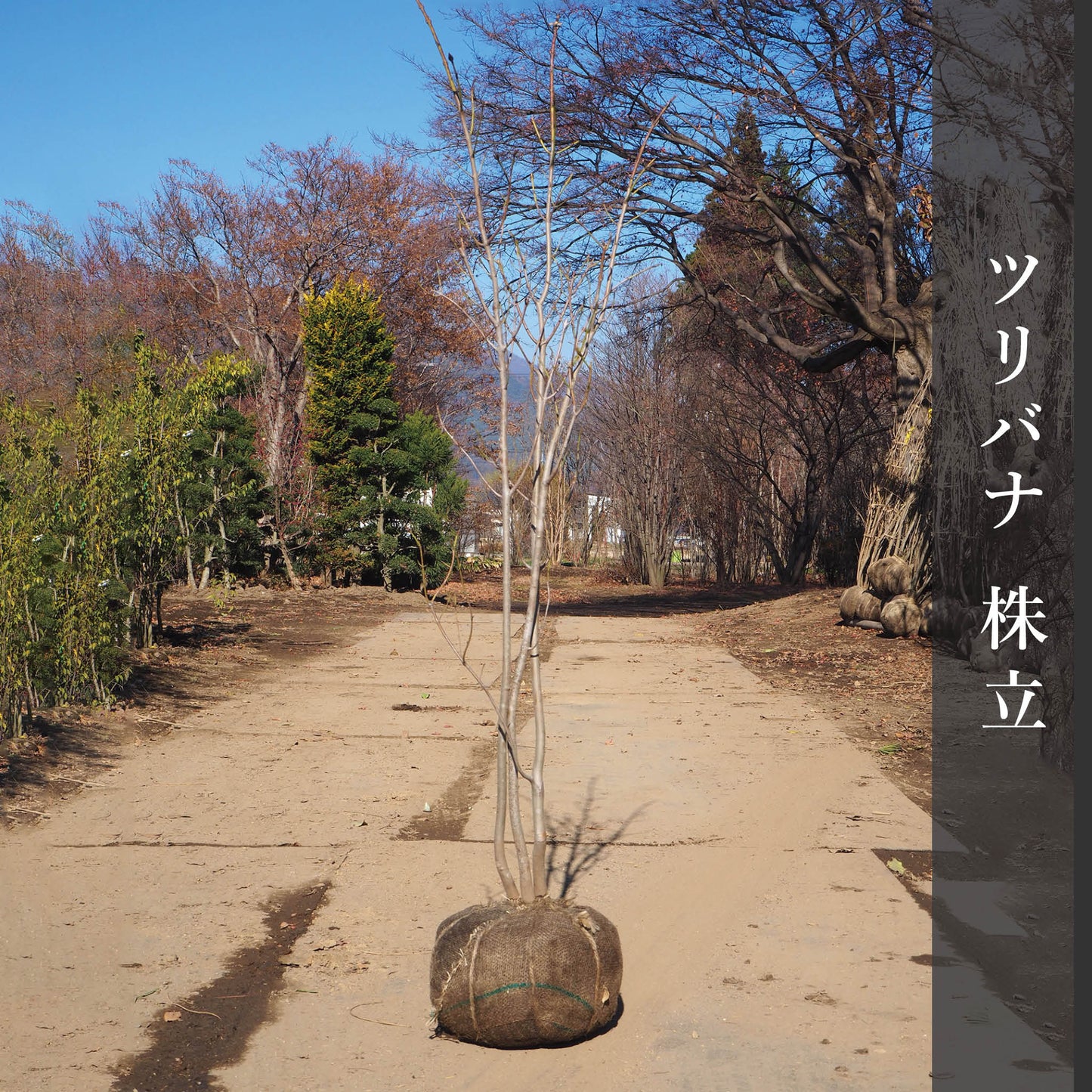 ツリバナ(株立) 3m