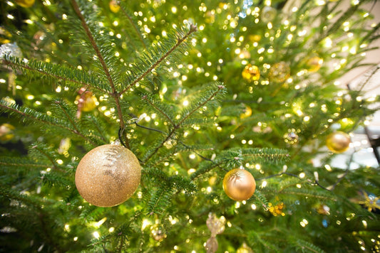 クリスマスを彩る “本物のクリスマスツリー“をご自宅までお届けします🎄