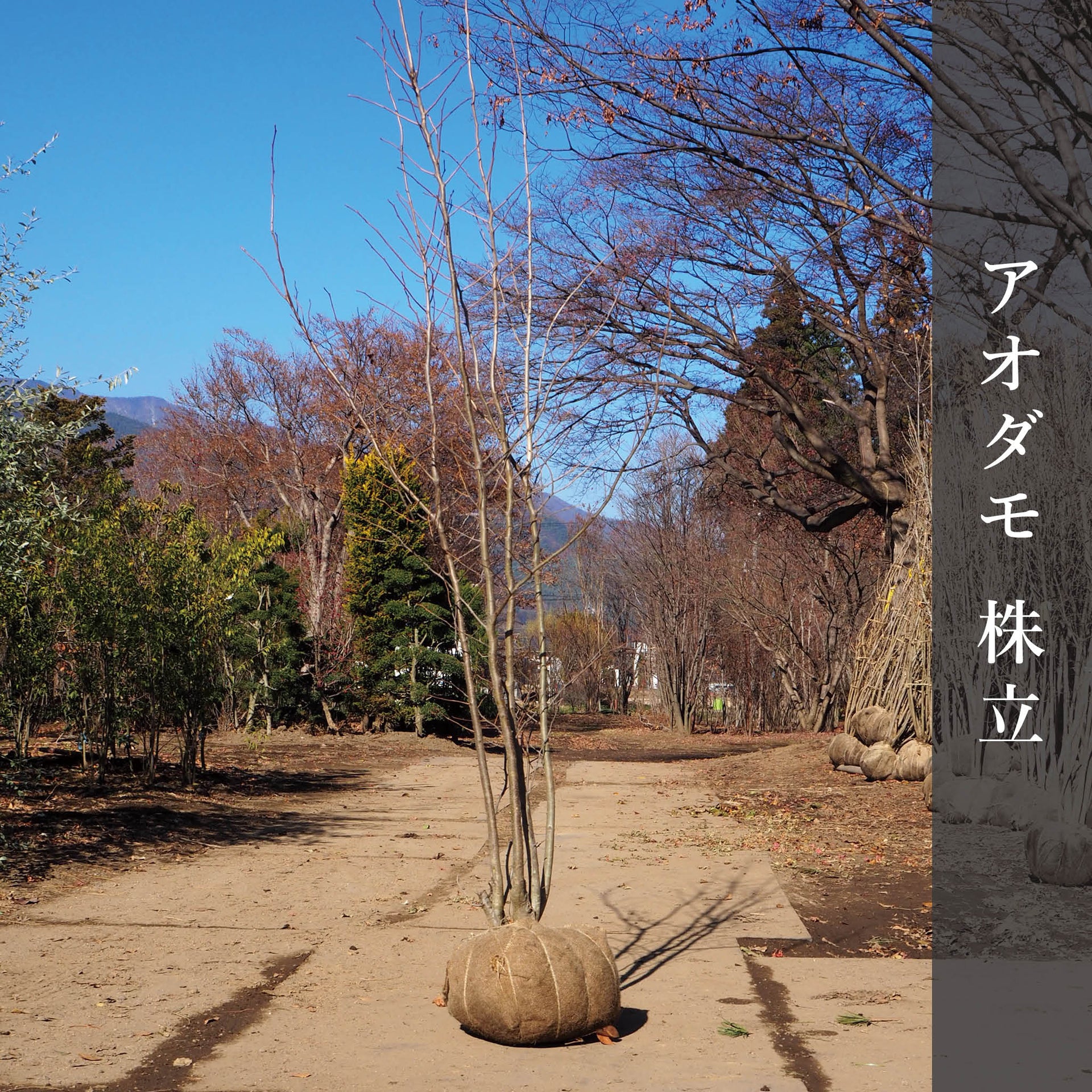 240418_aodamo.jpg?v=1713405099 
