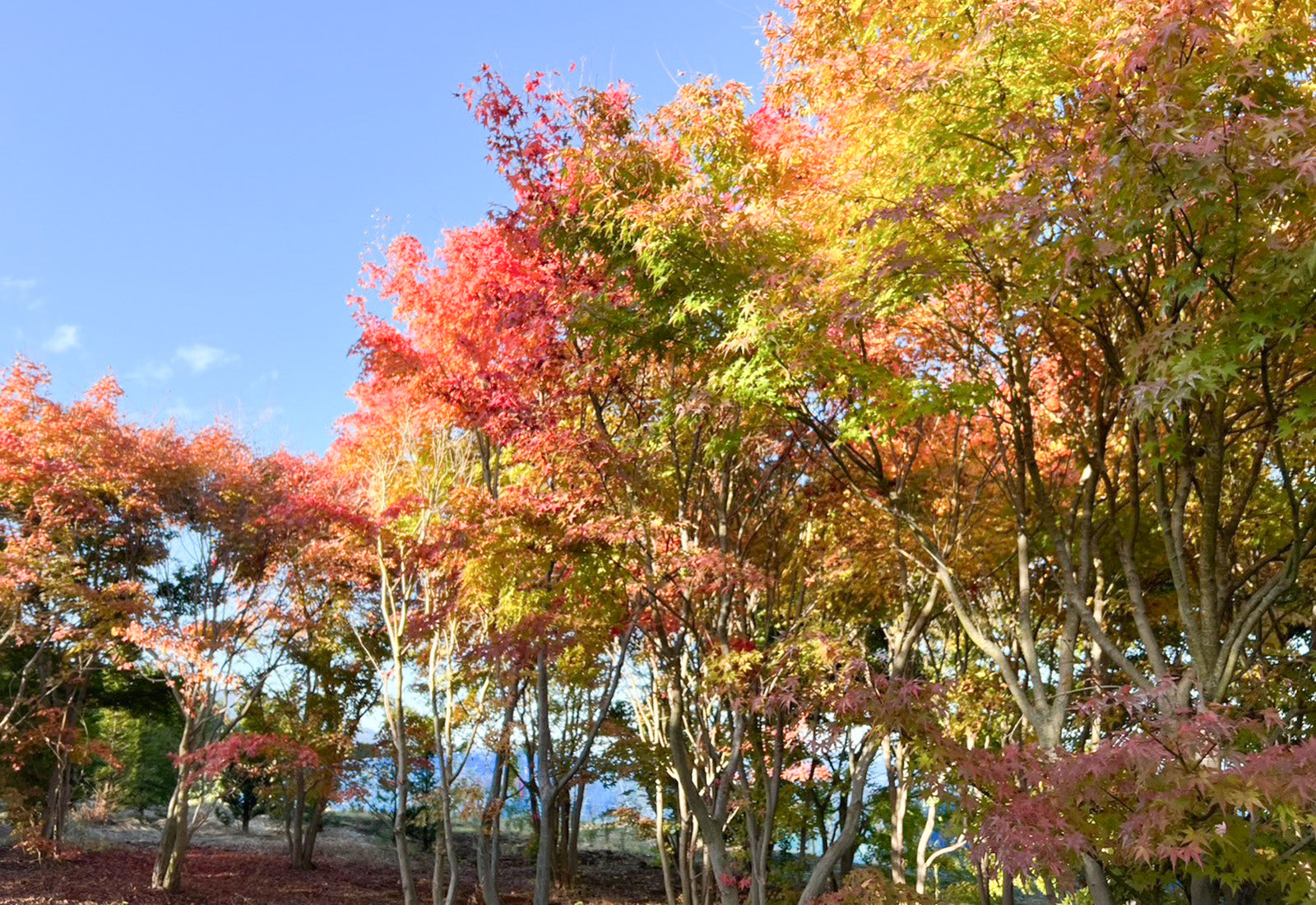 植木苗木の卸売 安藤苗圃【公式サイト】 | 広大な敷地の植木苗木専門店