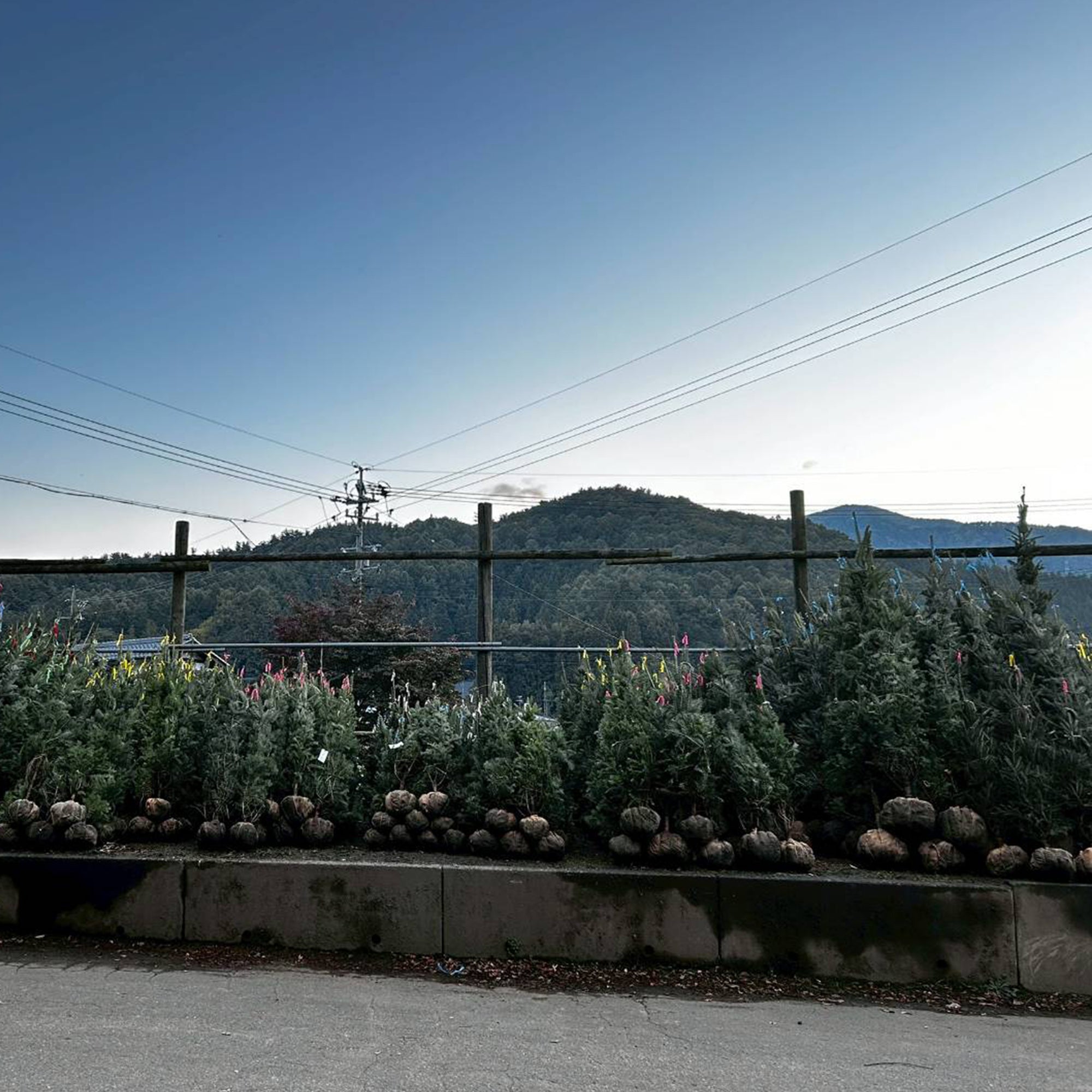 モミ 1.8m – 安藤苗圃