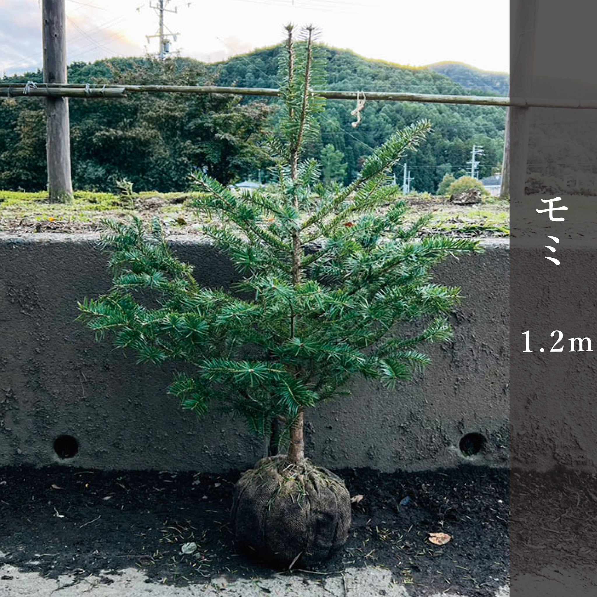 モミ 1.2m – 安藤苗圃 モミ 1.2m – 安藤苗圃