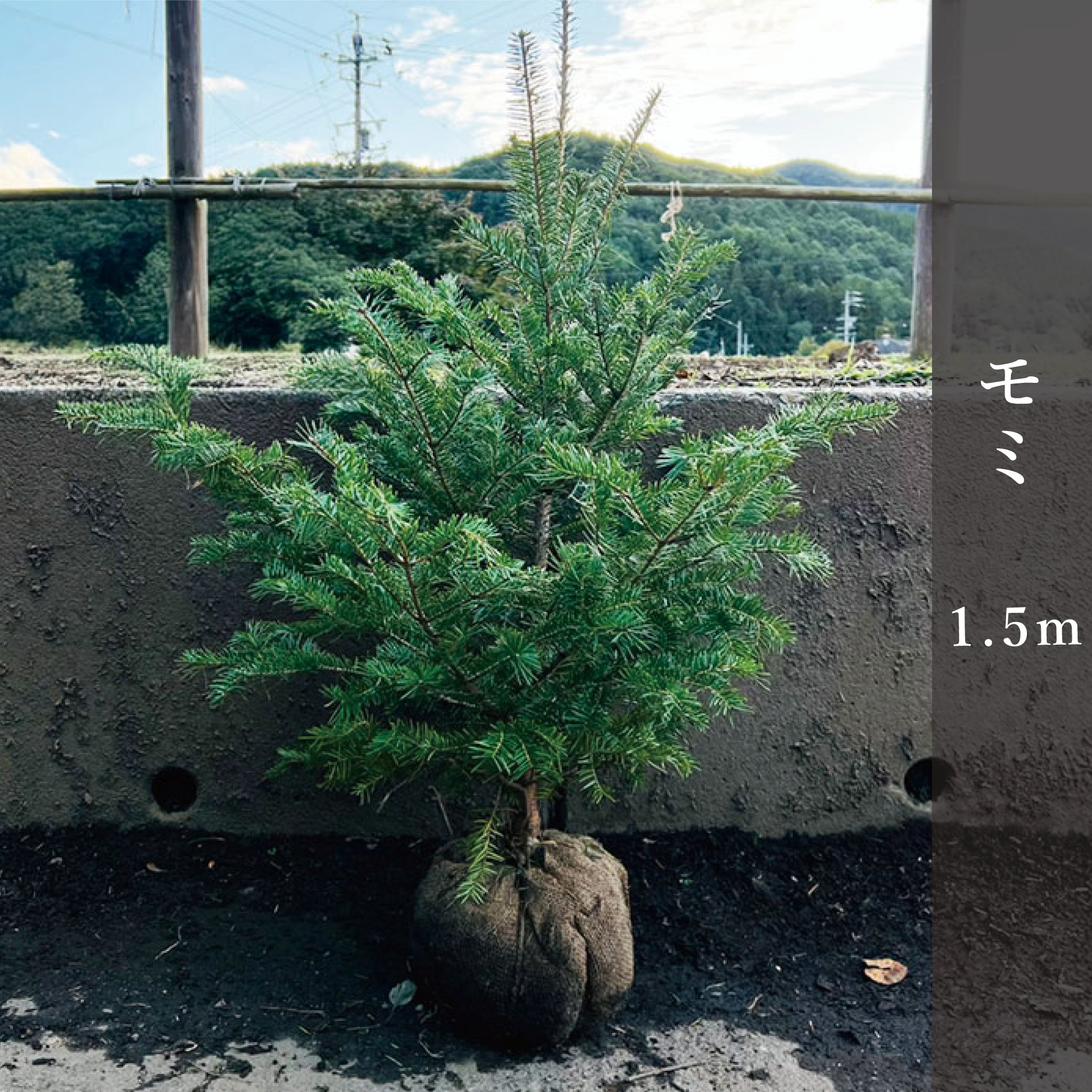 モミ 1.5m – 安藤苗圃