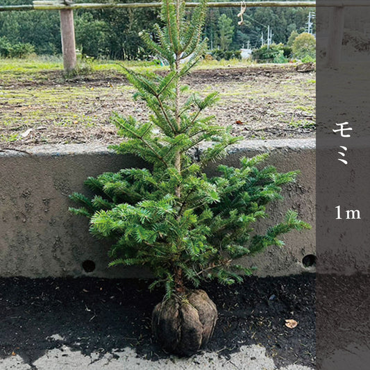 モミ　1m