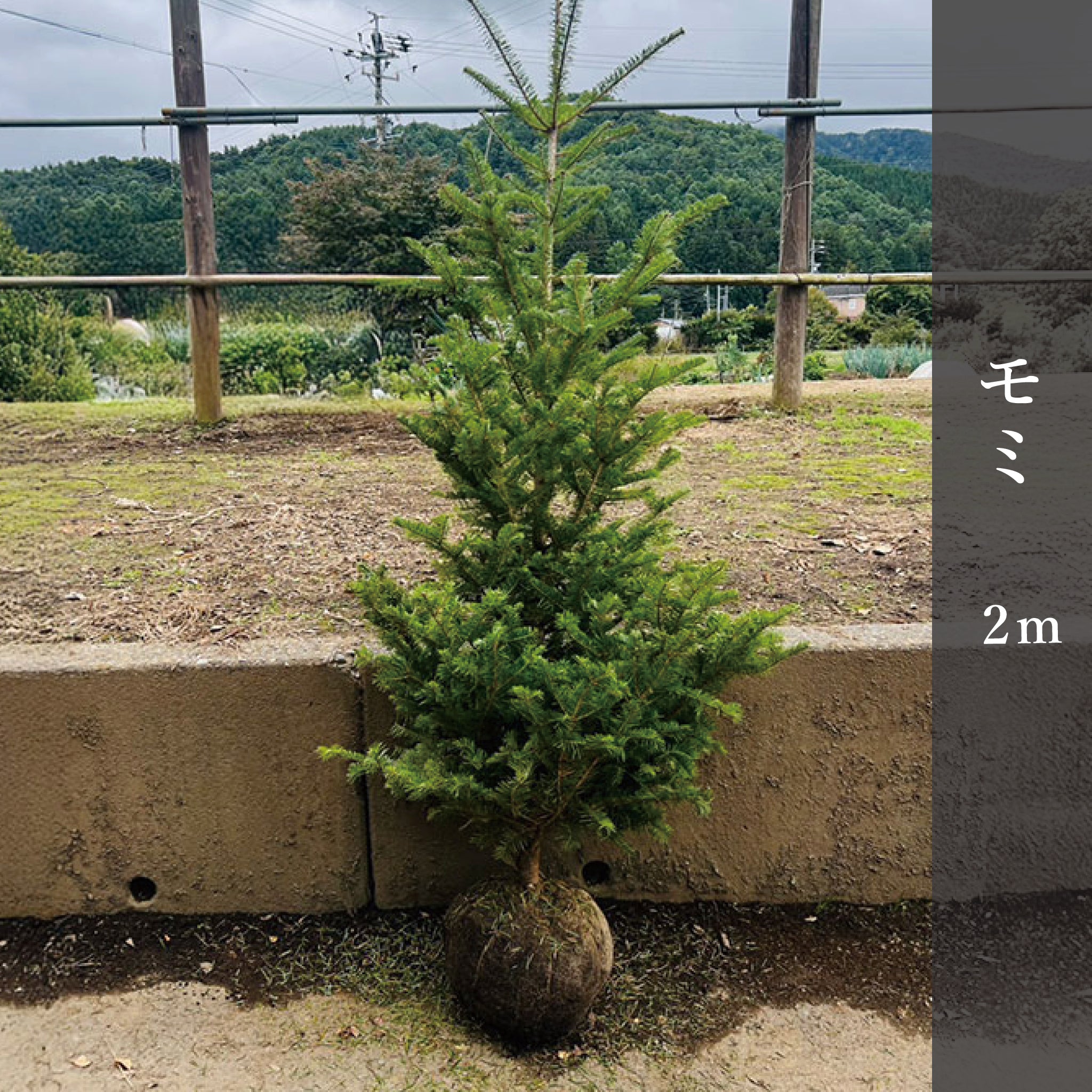モミ 2m – 安藤苗圃