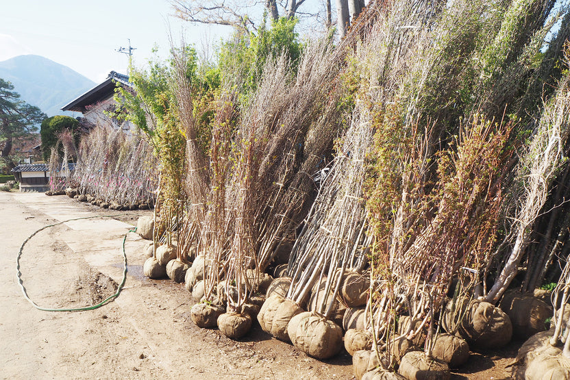 植木苗木の卸売 安藤苗圃【公式サイト】 | 広大な敷地の植木苗木専門店