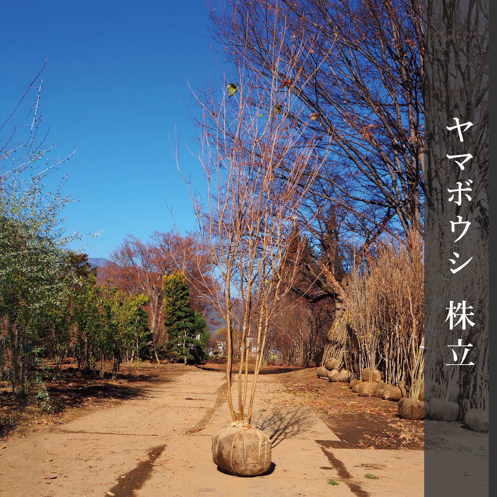 yamabousi_1_10e0e773-2b6c-4cd5 