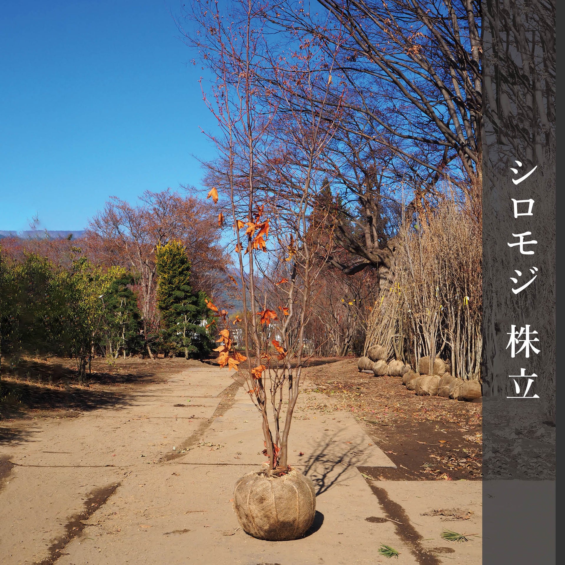 クロモジ/株立ち《山採り/天然株》【現品発送】管理70022 （山採り 